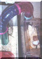 Hamster in luxurious incubator-like abode